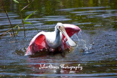 Roseate Spoonbill_DSC_0670-CR