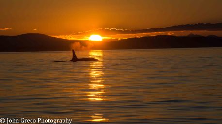 Orca Sunset_DSC4762_CW-4762