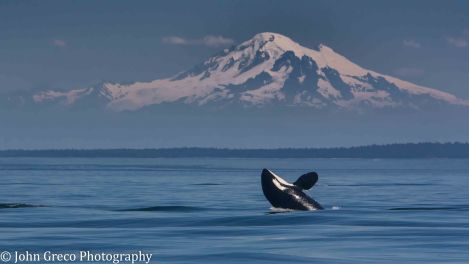 Orca with Mt Baker_DSC5016_CW-5016