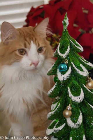 rollo-and-tree_dsc2537-cw-2537