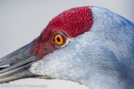 sandhill-crane-upclose-cw-final-1-of-1
