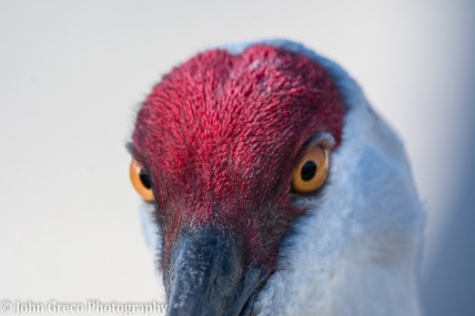 sandhill-crane-upclose-cw-final2-1-of-1