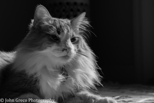 rollo-2017-cw-1-of-1