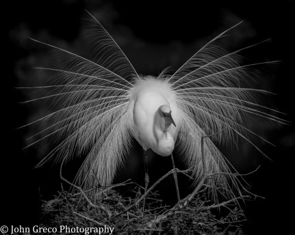 Egret in Black and White CW (1 of 1)