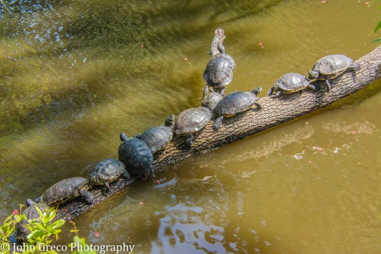 Turtle Log jam (1 of 1).jpg