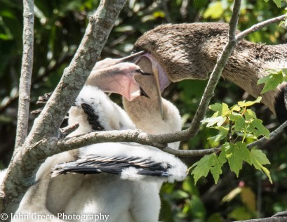 Anhinga Feeeding1 (1 of 1)