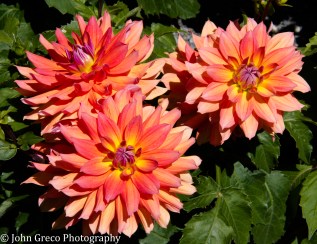Dahlias _CW-0286