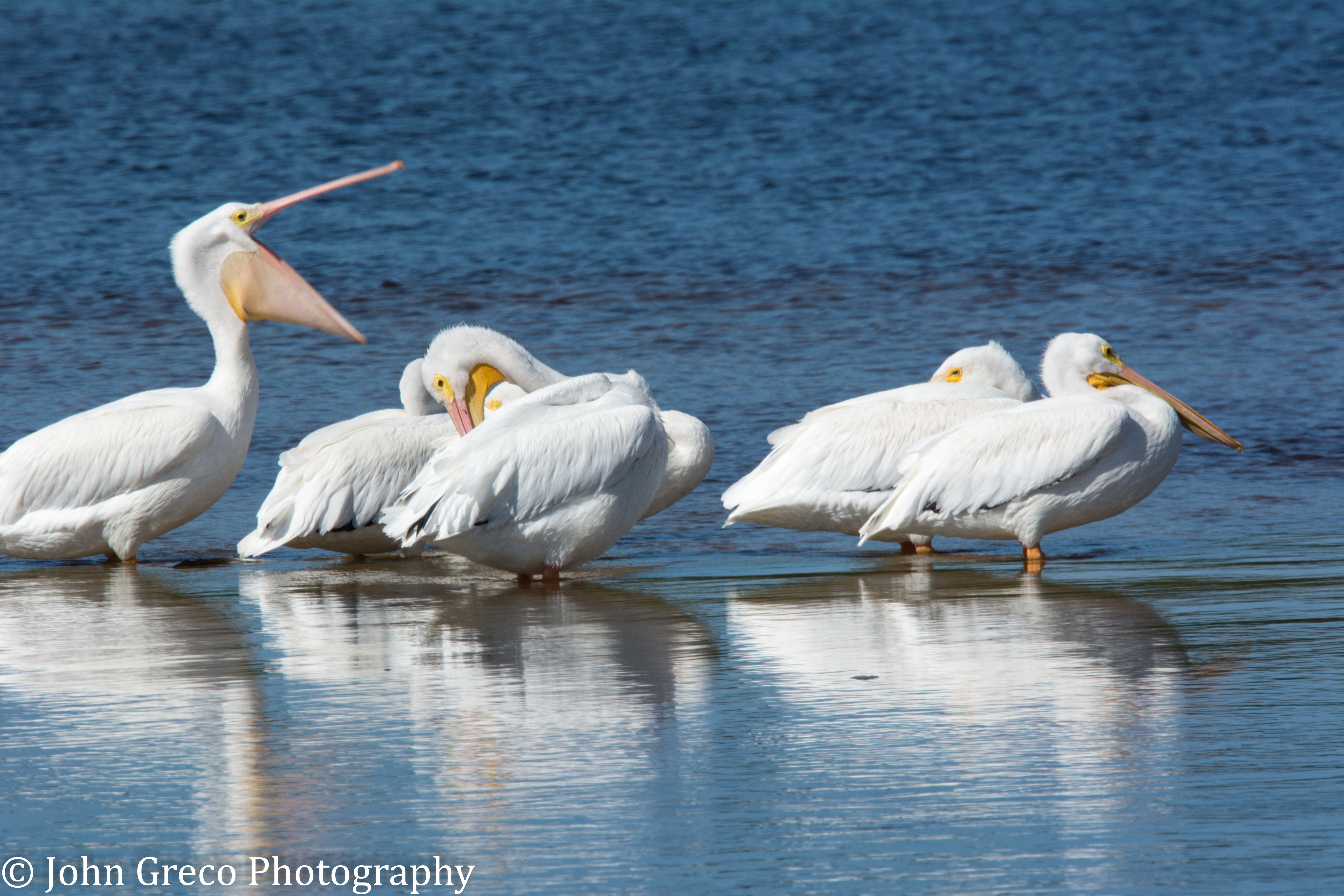White Pelicans-1490