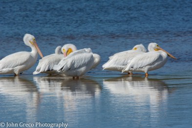 White Pelicans2-1492