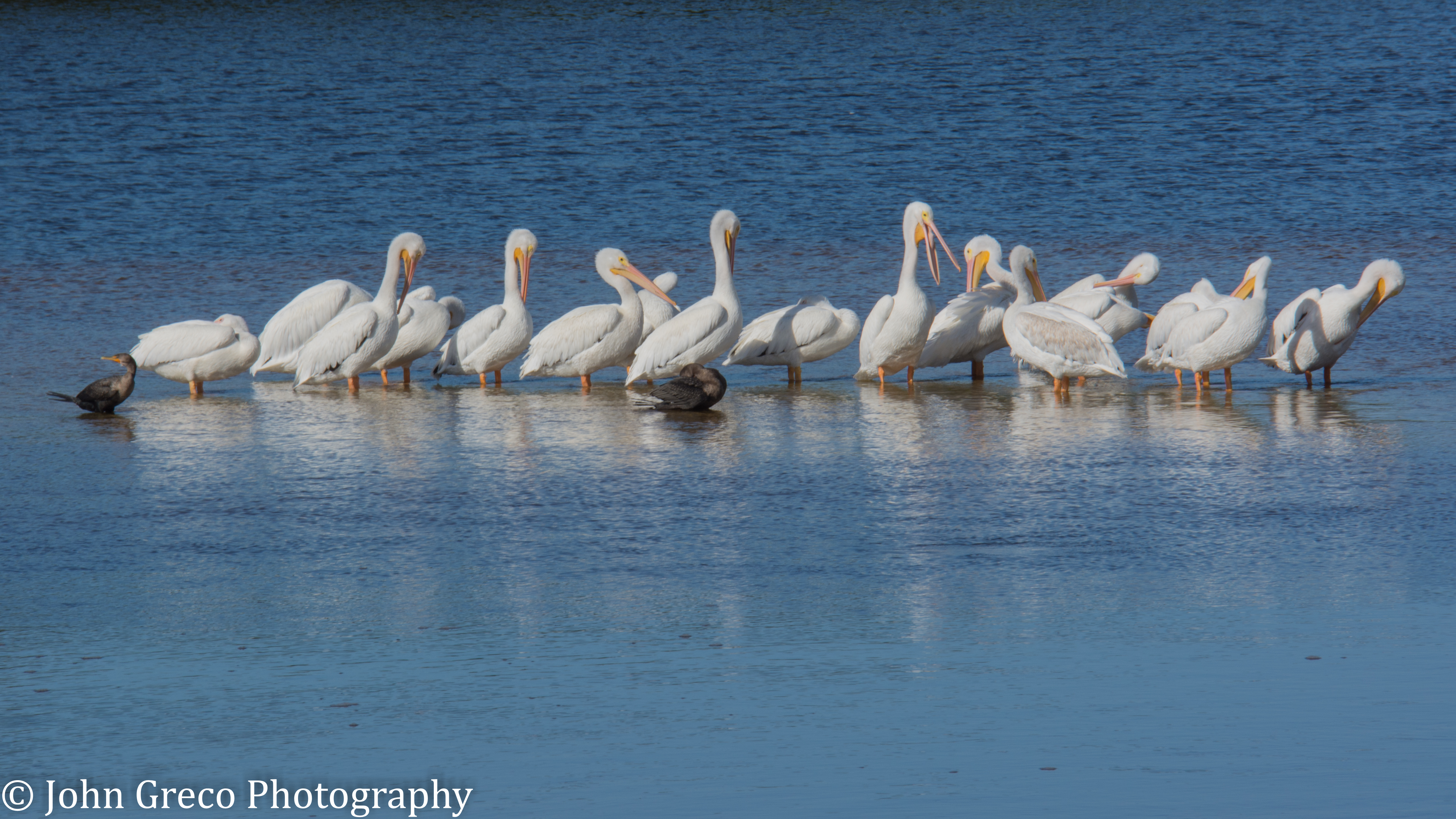 White Pelicans4-1458