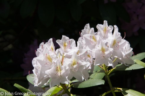 Rhodendrum _CW-0317