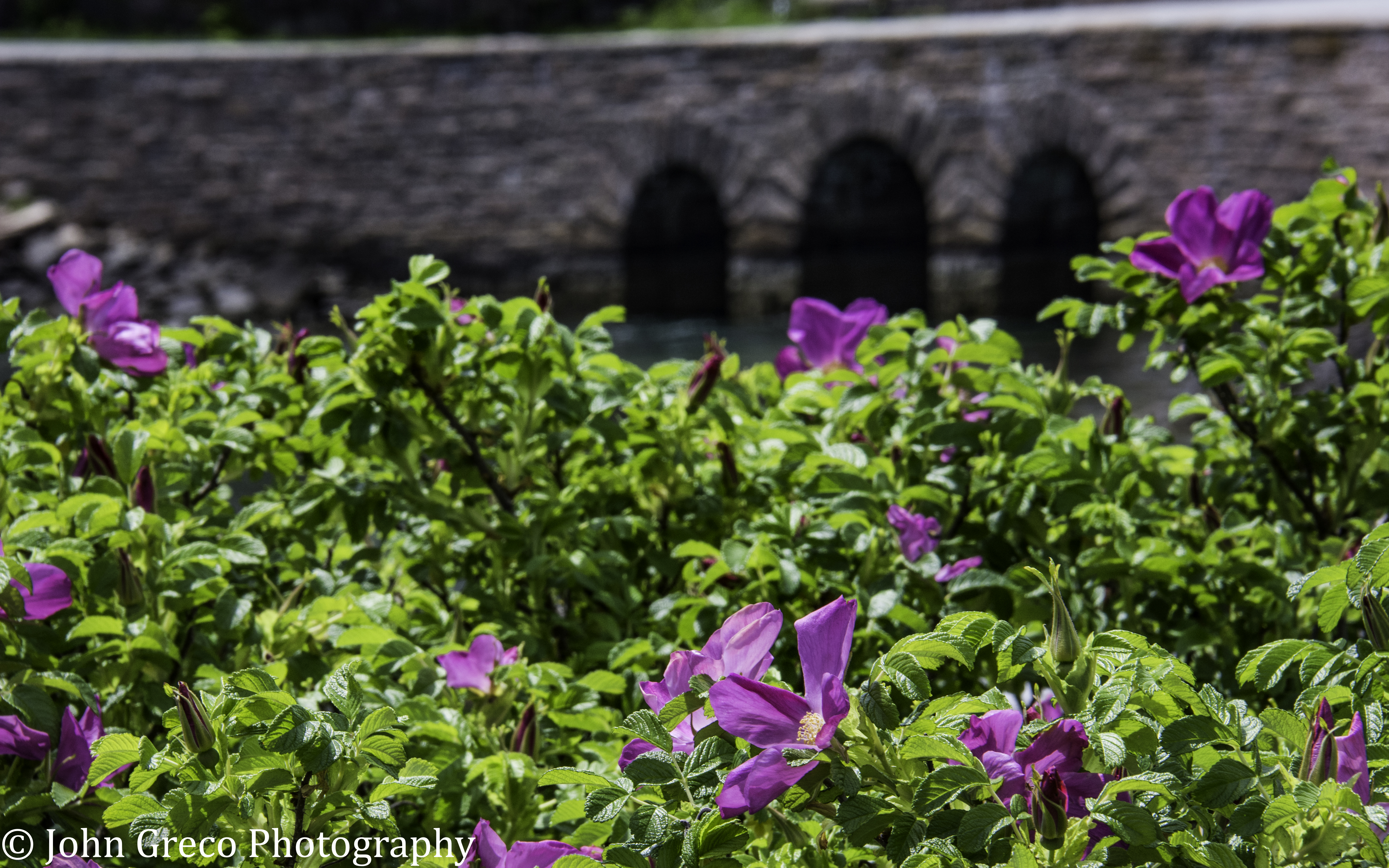 Arcadia National Park-4-4203