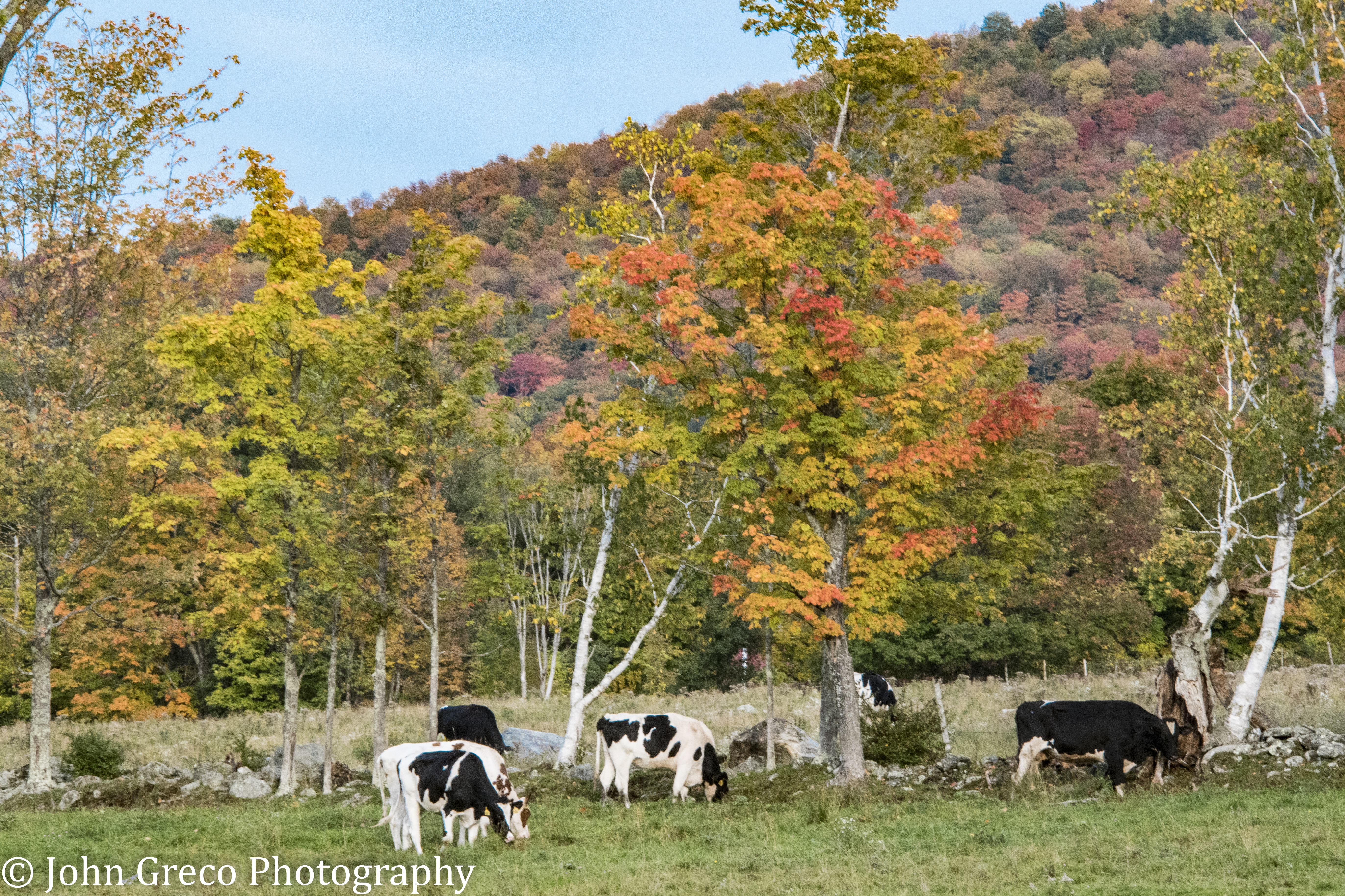 Cows Grazing CW-0556