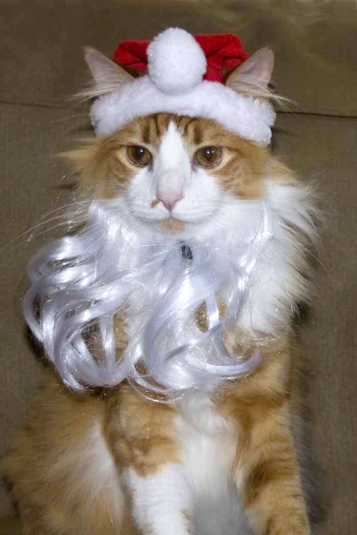 Rollo Cropped_DSC_0460_S