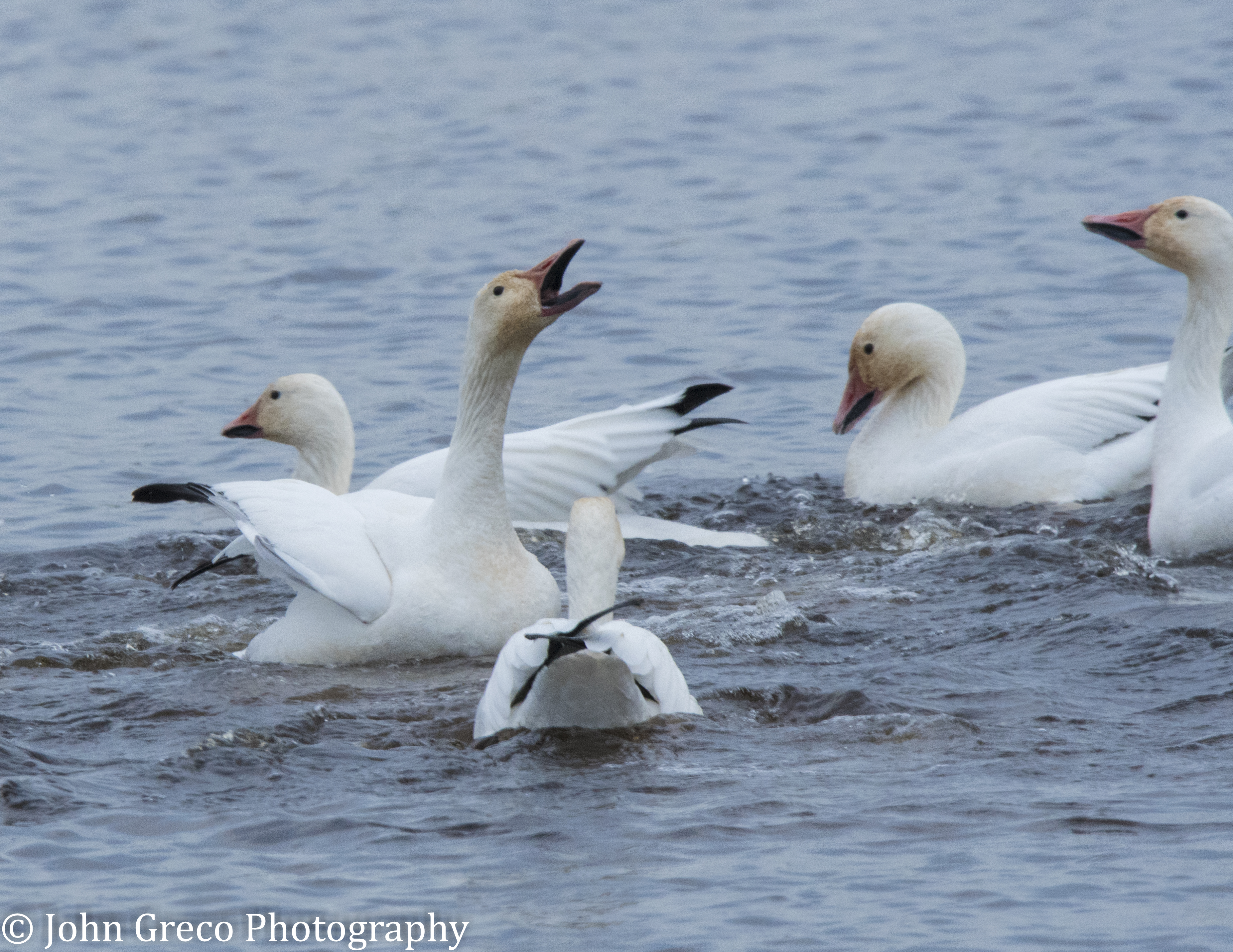 Snow Geese Honking - Bombay Hook CW-0845