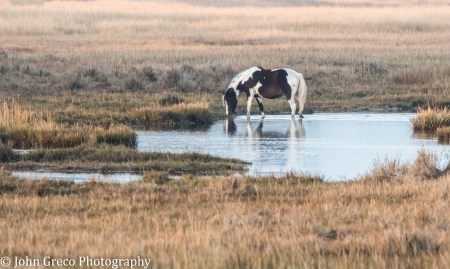Wild Horse - Chincoteague NWR CW-1126