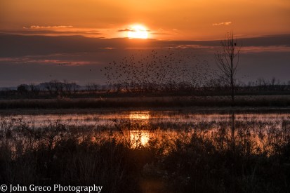 Blackwater NWR Sunrise No.4 - CW-0750
