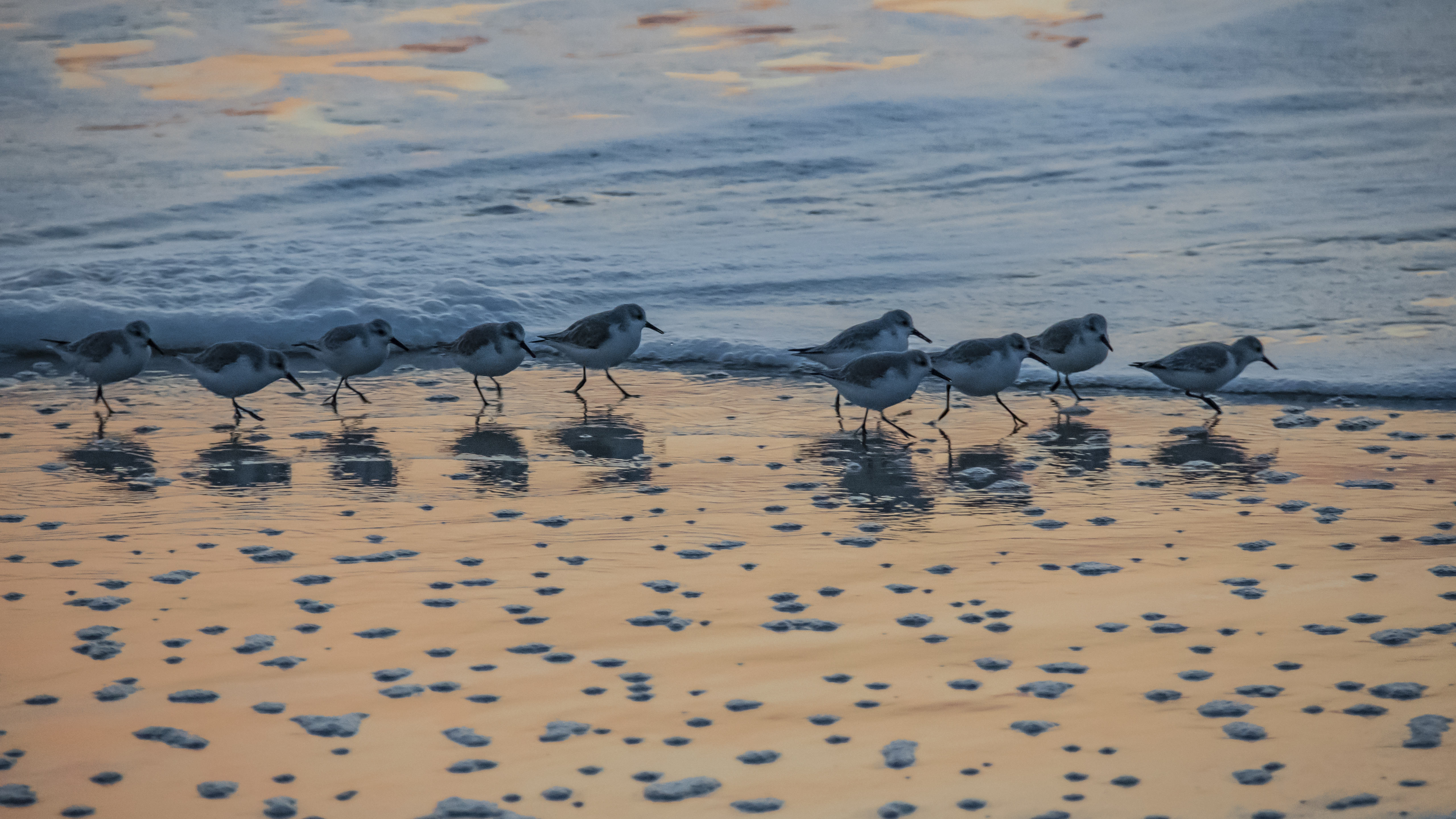 shorebird - chicoteague nwr -0964