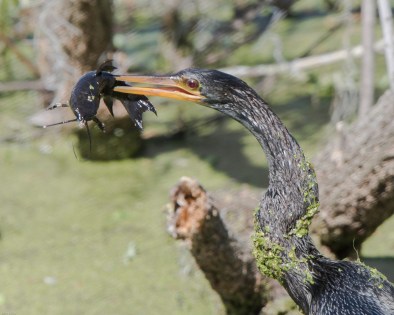 Anhinga and Fish - CW-2196