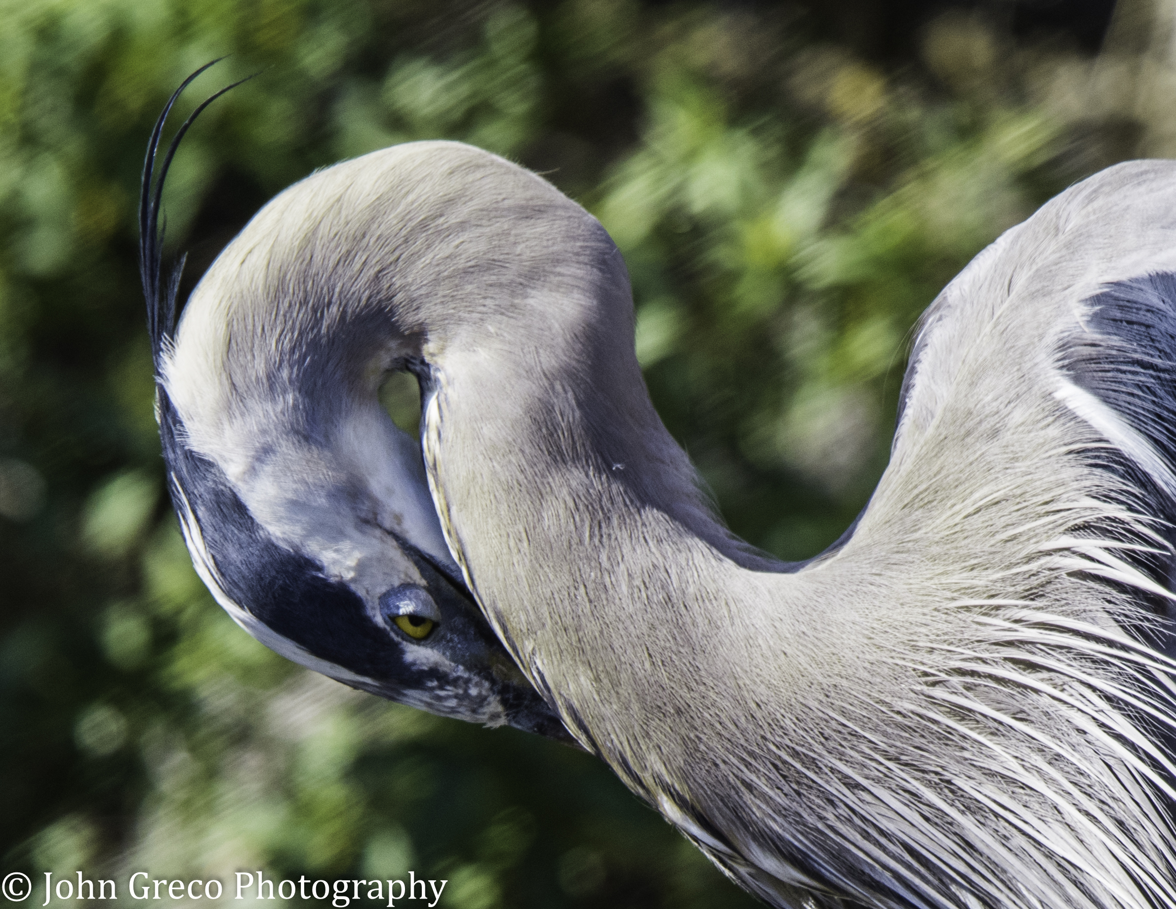 Great Blue Heron CW-2498
