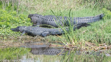Gators at Lake Apopka-3044