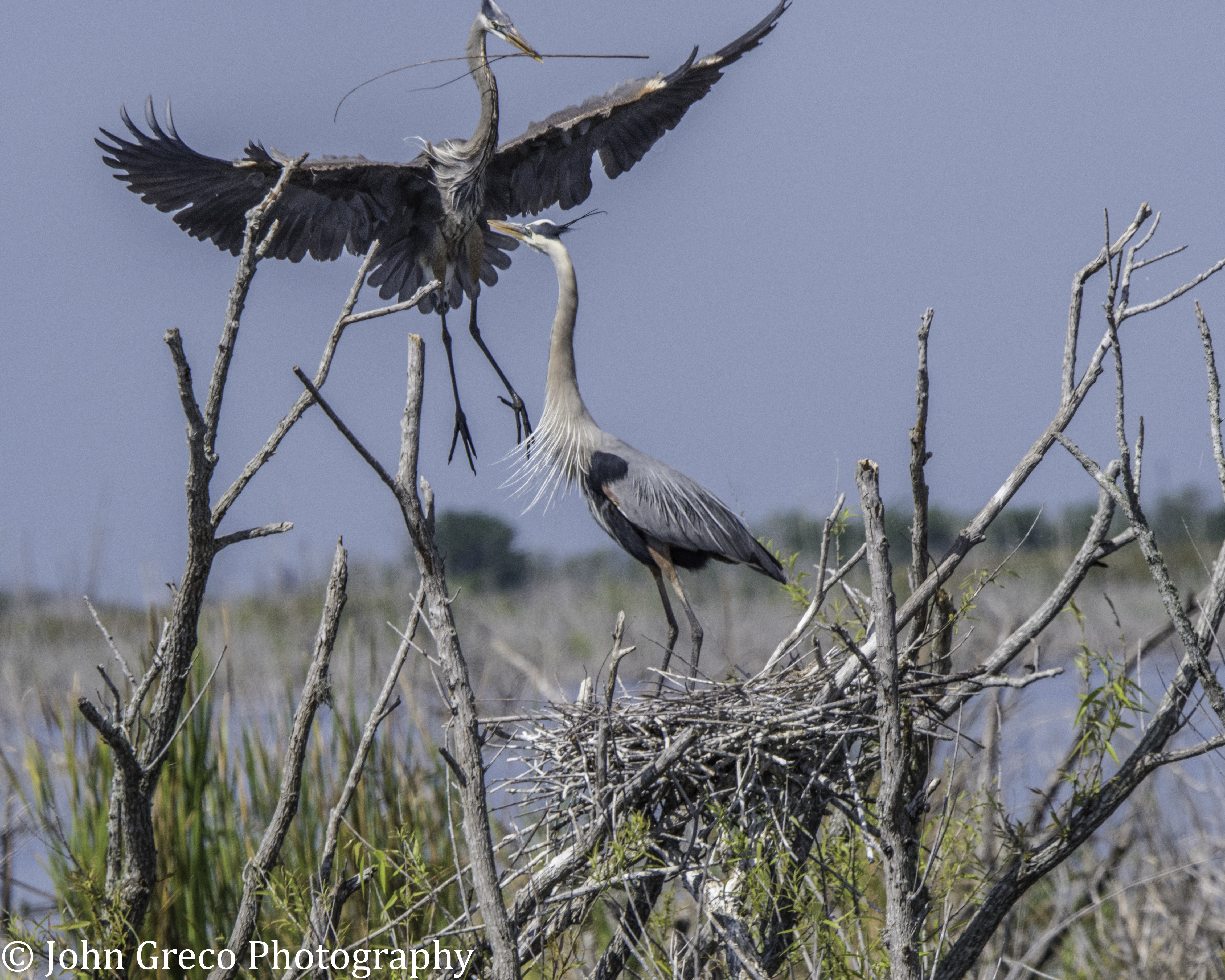 Great Blue Building Nest2-3124