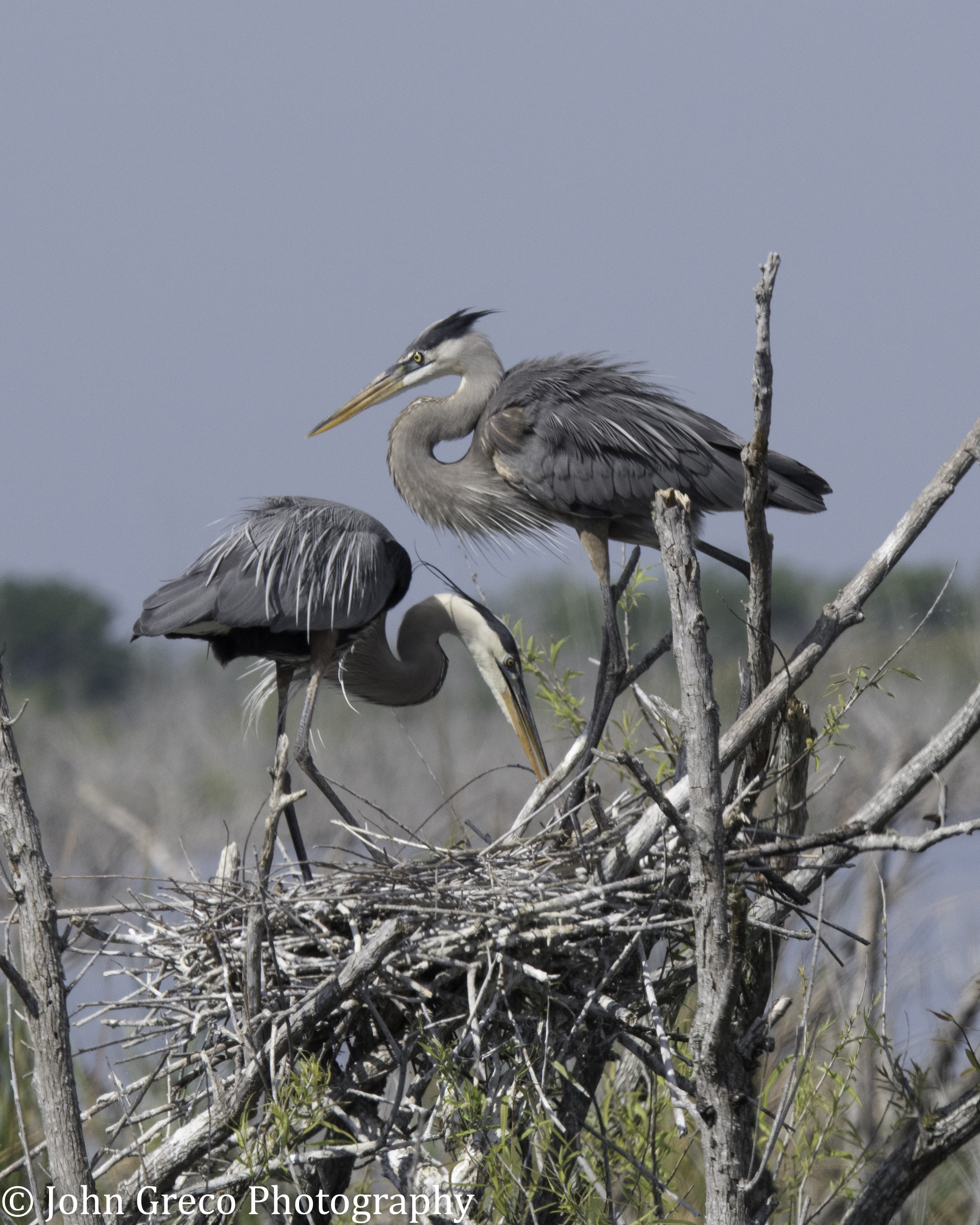 Great Blue Building Nest4-3134