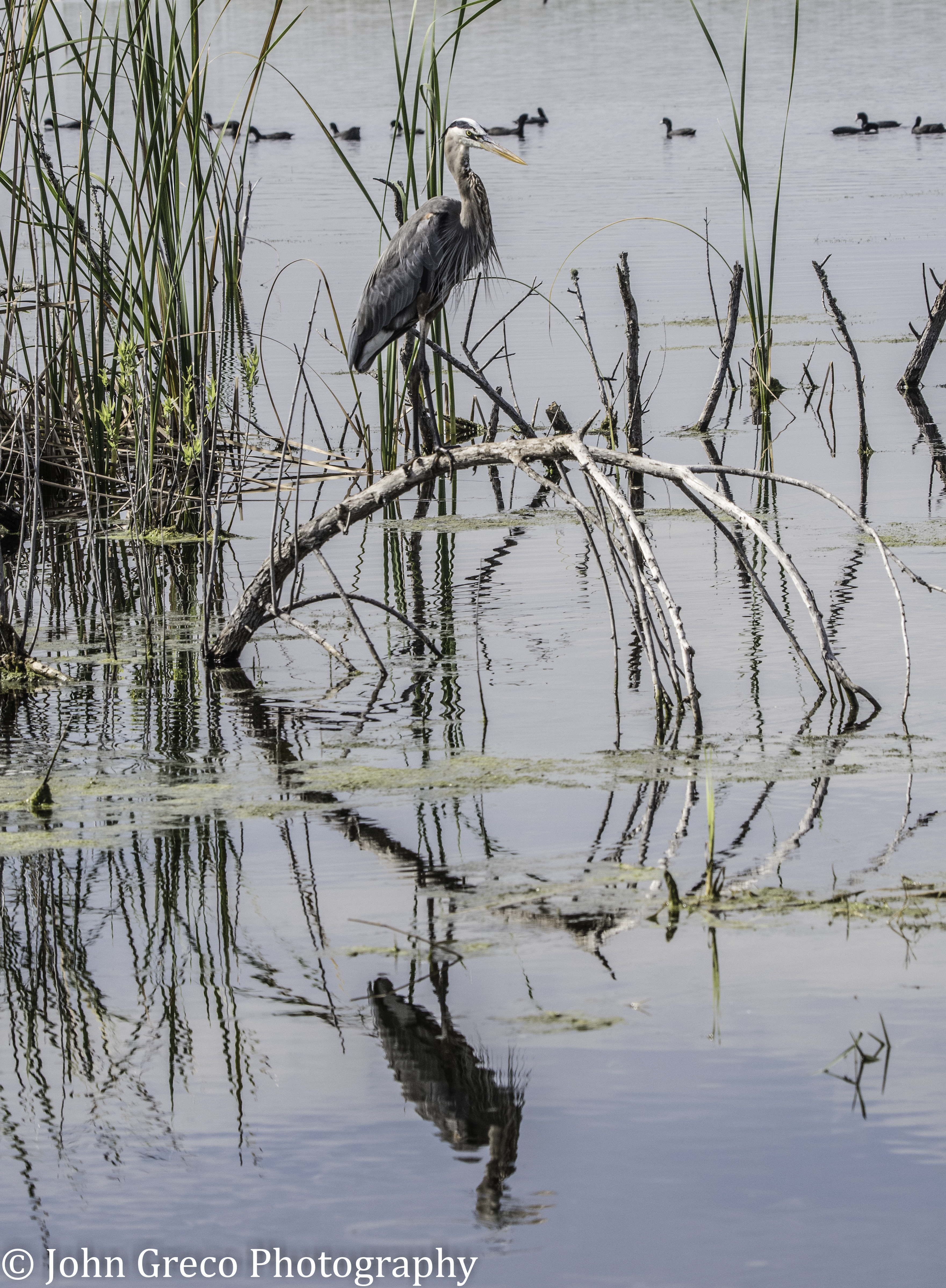 Heron Reflection -2786