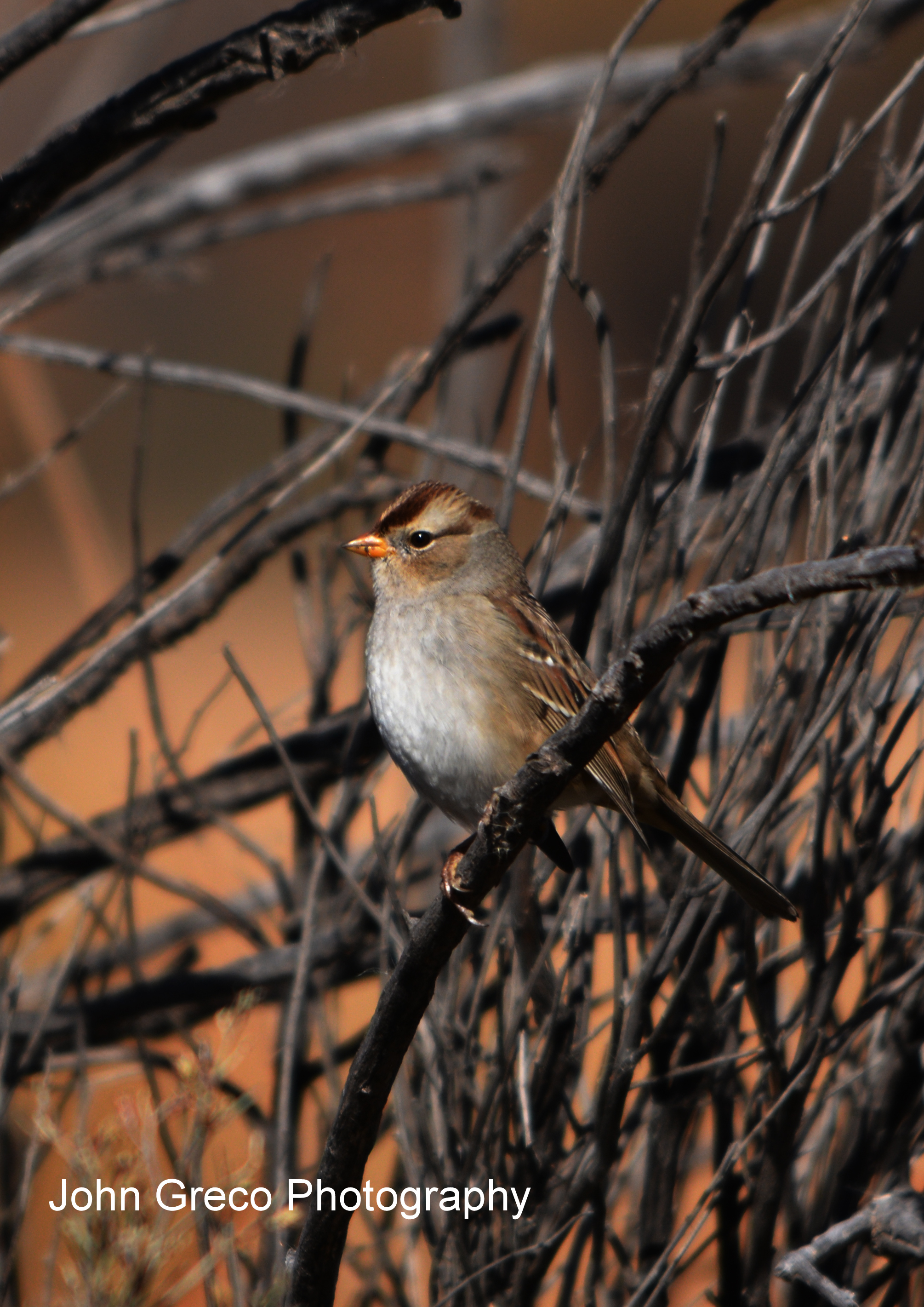 American Tree Sparrow__DSC_1654 cw