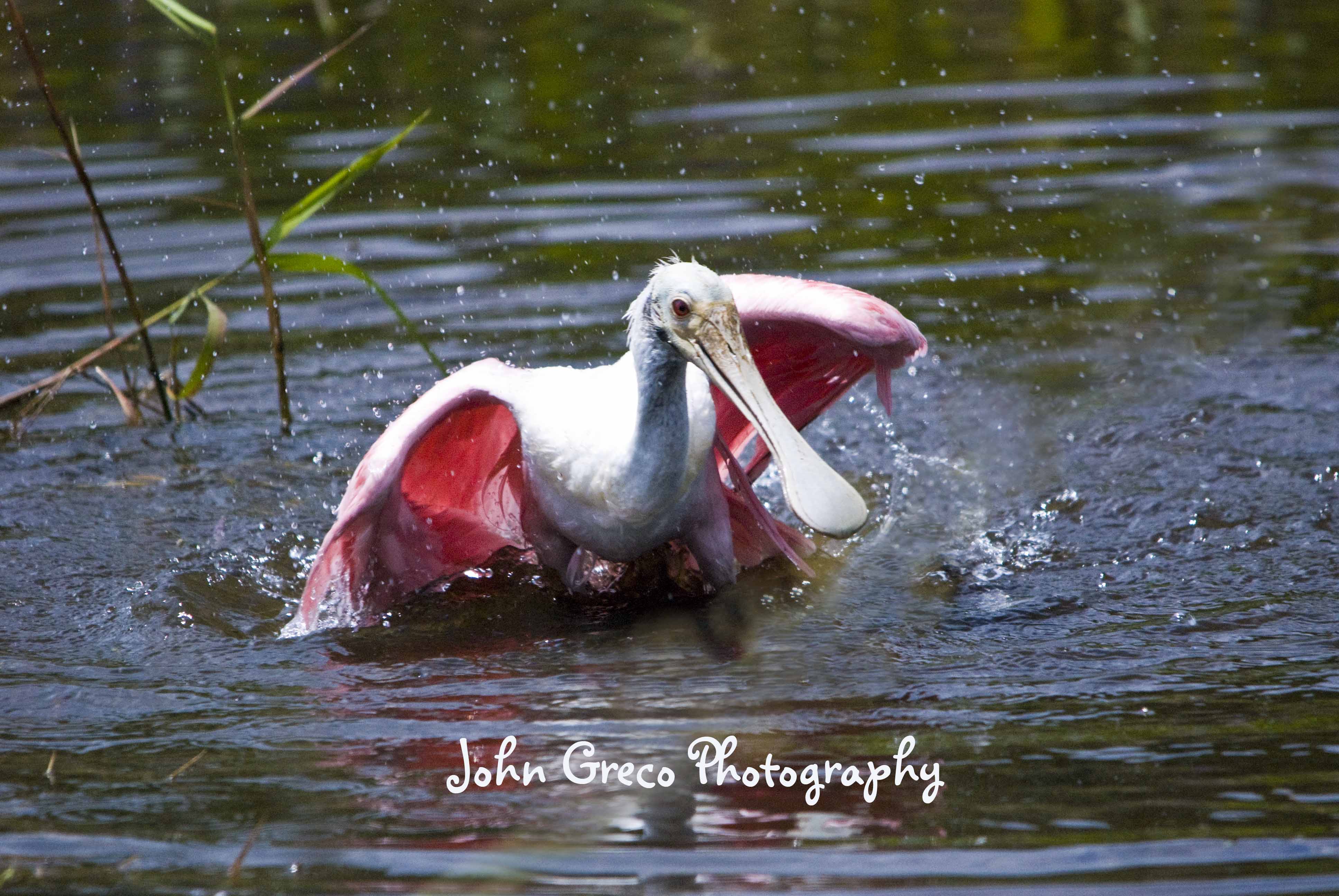 Roseate Spoonbill_DSC_0670-CR