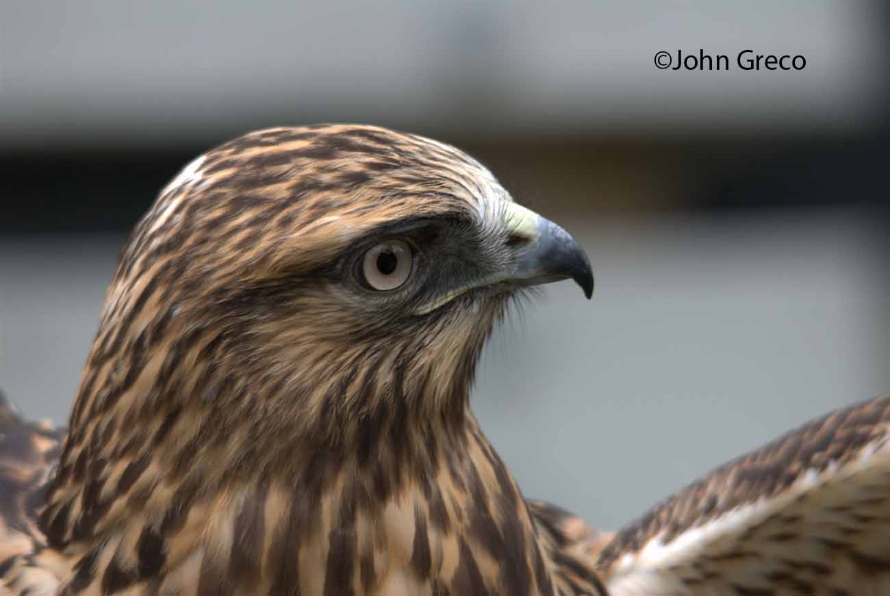 Rough Legged hawk20_C