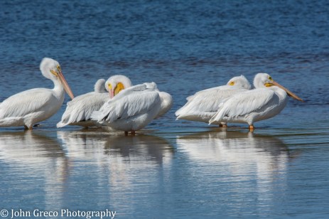 White Pelicans3-1492