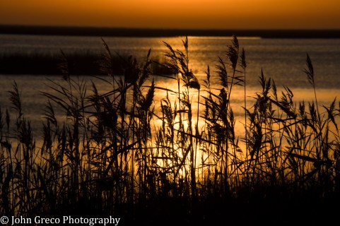 Sunrise Bombay Hook NWR Delaware CW-1572