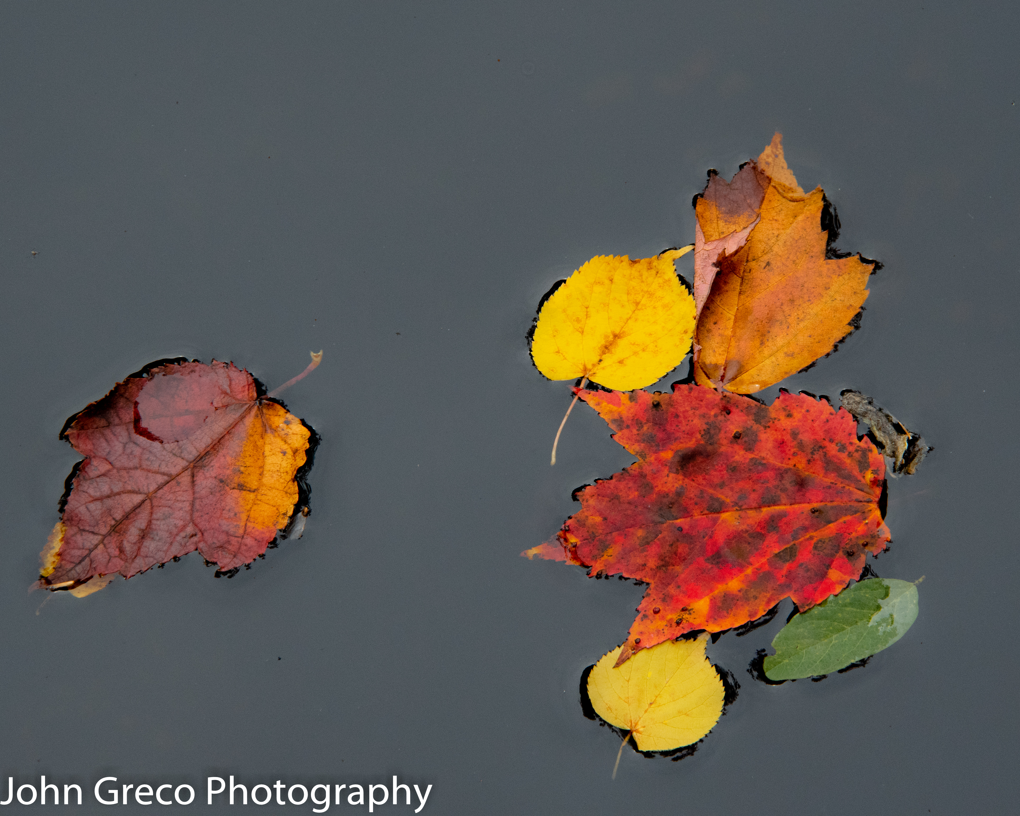 Autumn Leaves CW-3892