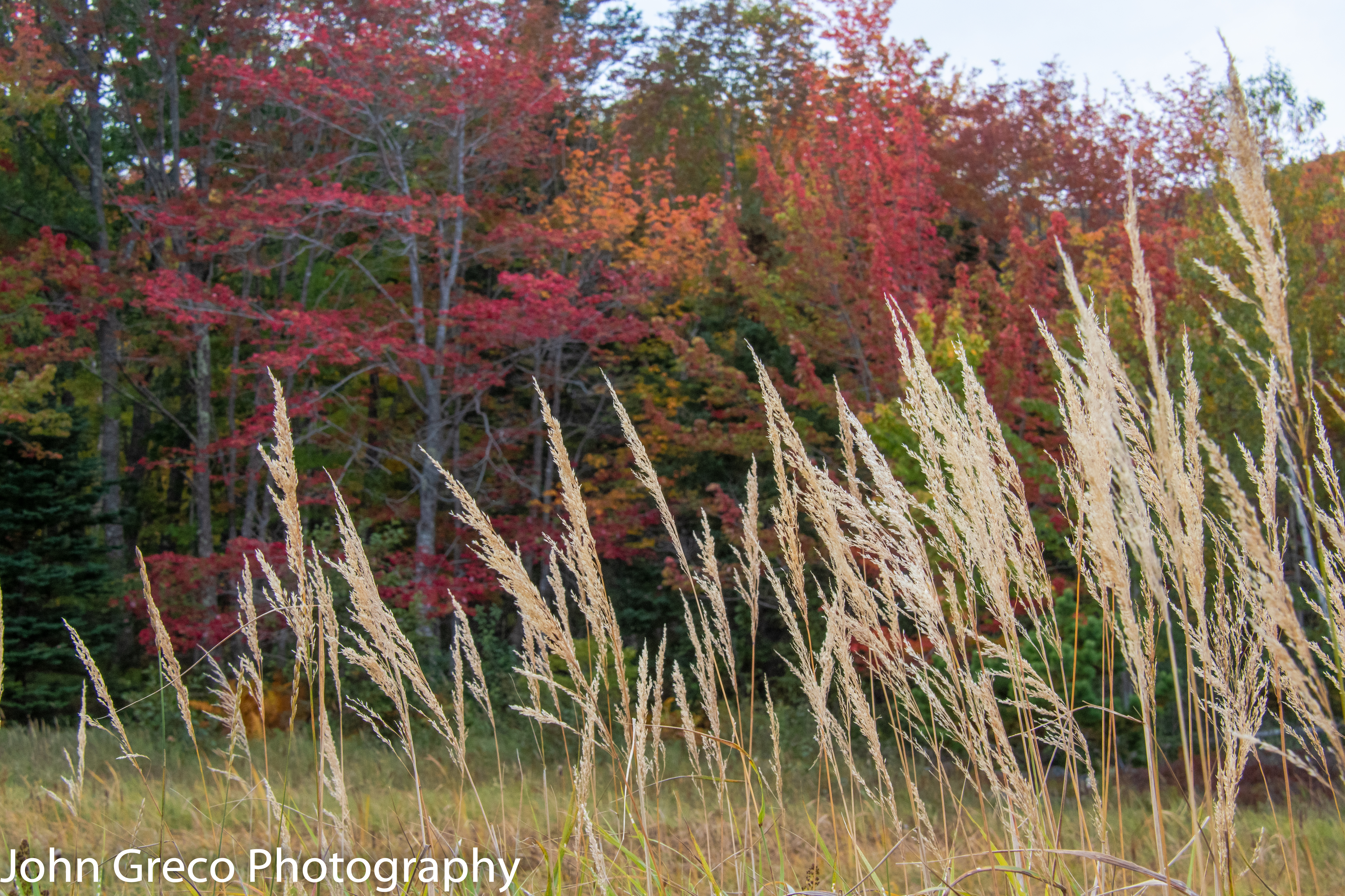 On the Way to Arcadia CW-3716