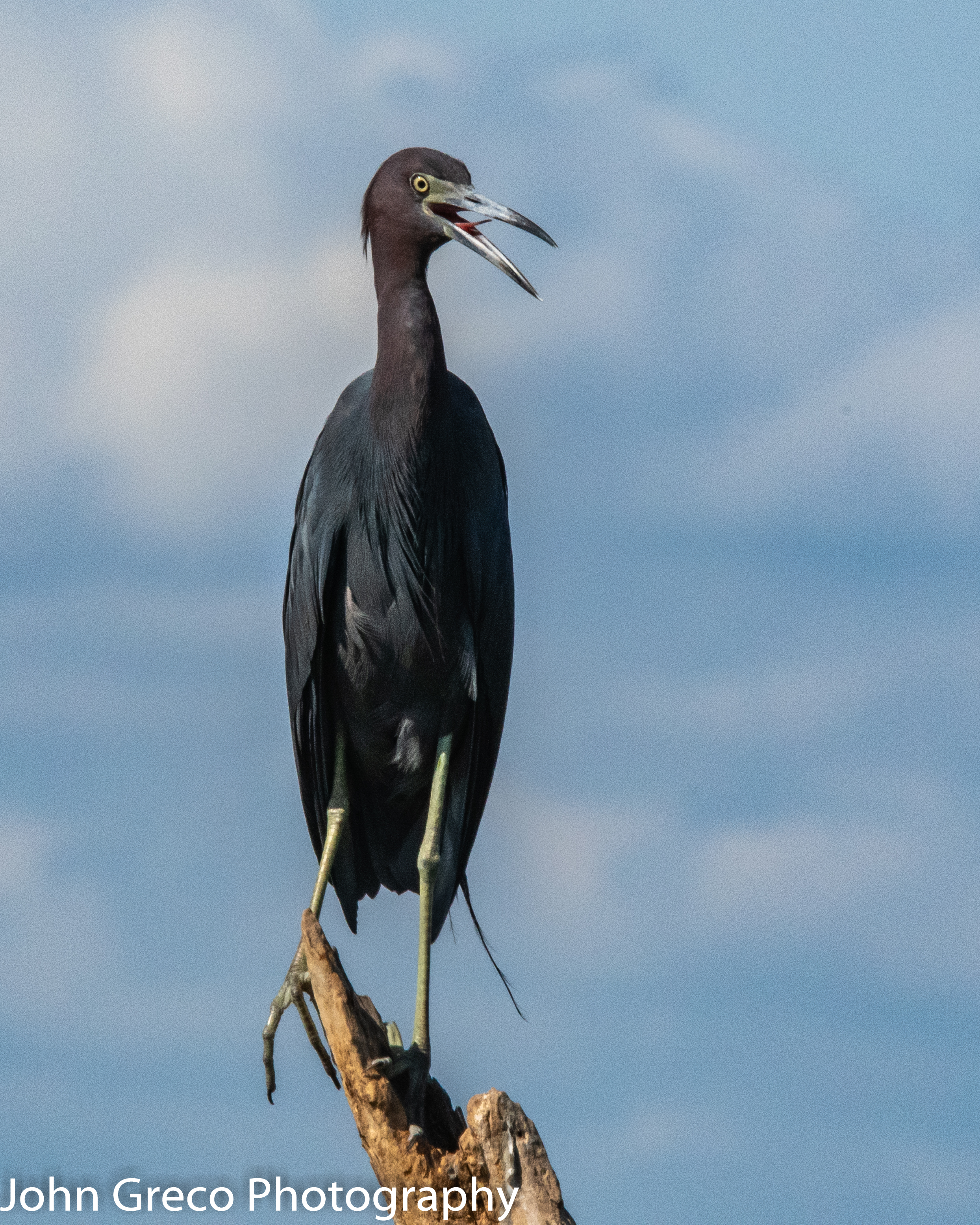 Little Blue Heron-Lke Apopka-4522