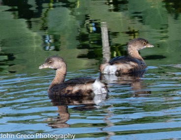 Piel-Bill Grebe-4479