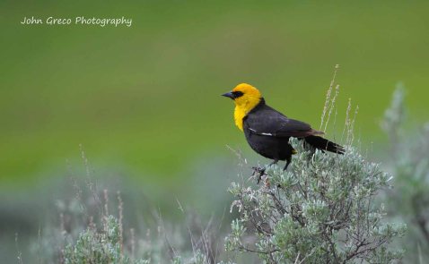 Yellow Headed Black Bird-Final-002-5