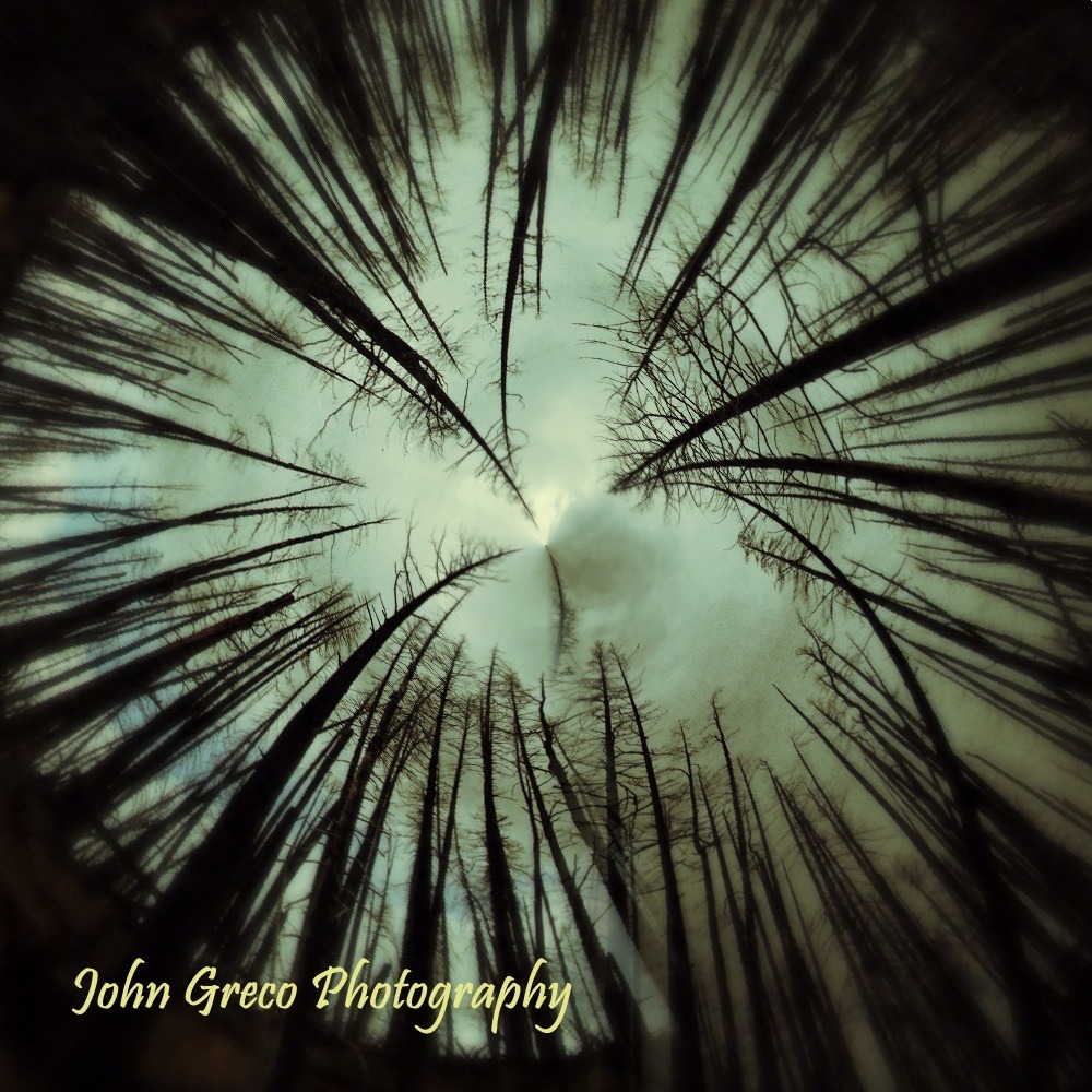 Yellowstone 2014 Trees-002
